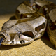 Image for article titled The Way Boa Constrictors Kill Is Even Creepier Than We Thought